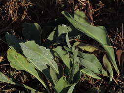 Image of Limonium narbonense Miller