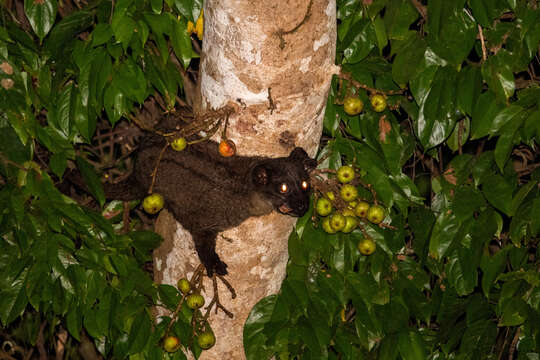 Image of small-toothed palm civet