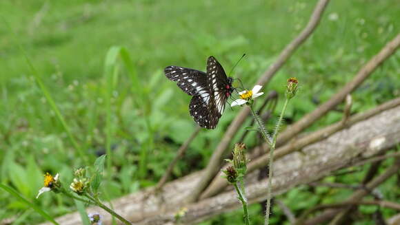 Image of Catasticta flisa (Herrich-Schäffer (1858))