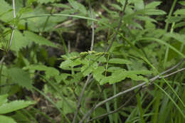 Image of Carex augustinowiczii Meinsh.