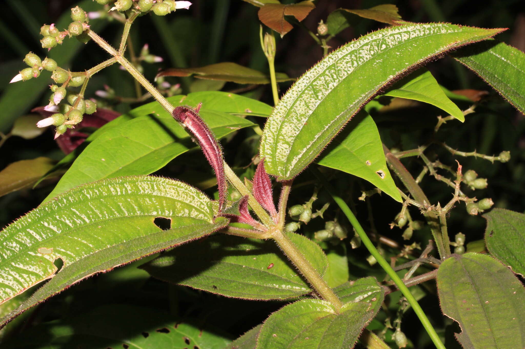 Image of Aciotis purpurascens (Aubl.) Triana