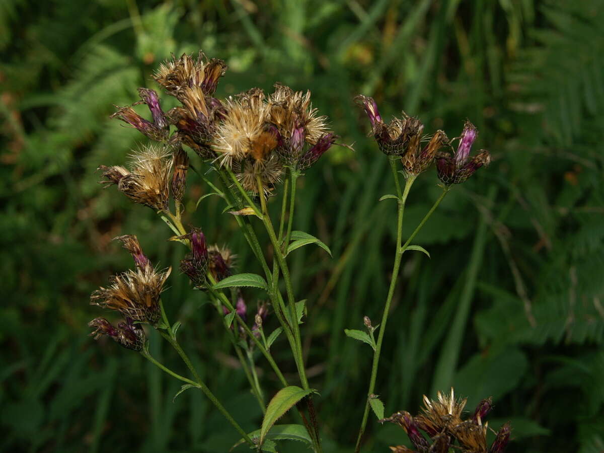 Plancia ëd Serratula tinctoria L.