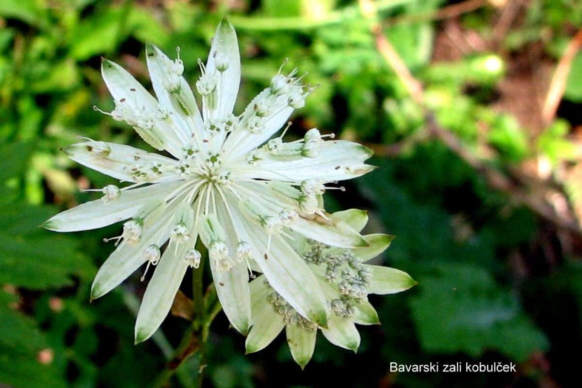 Imagem de Astrantia bavarica F. W. Schultz