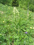 Image of European white hellebore