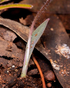 Image of Winter spider orchid