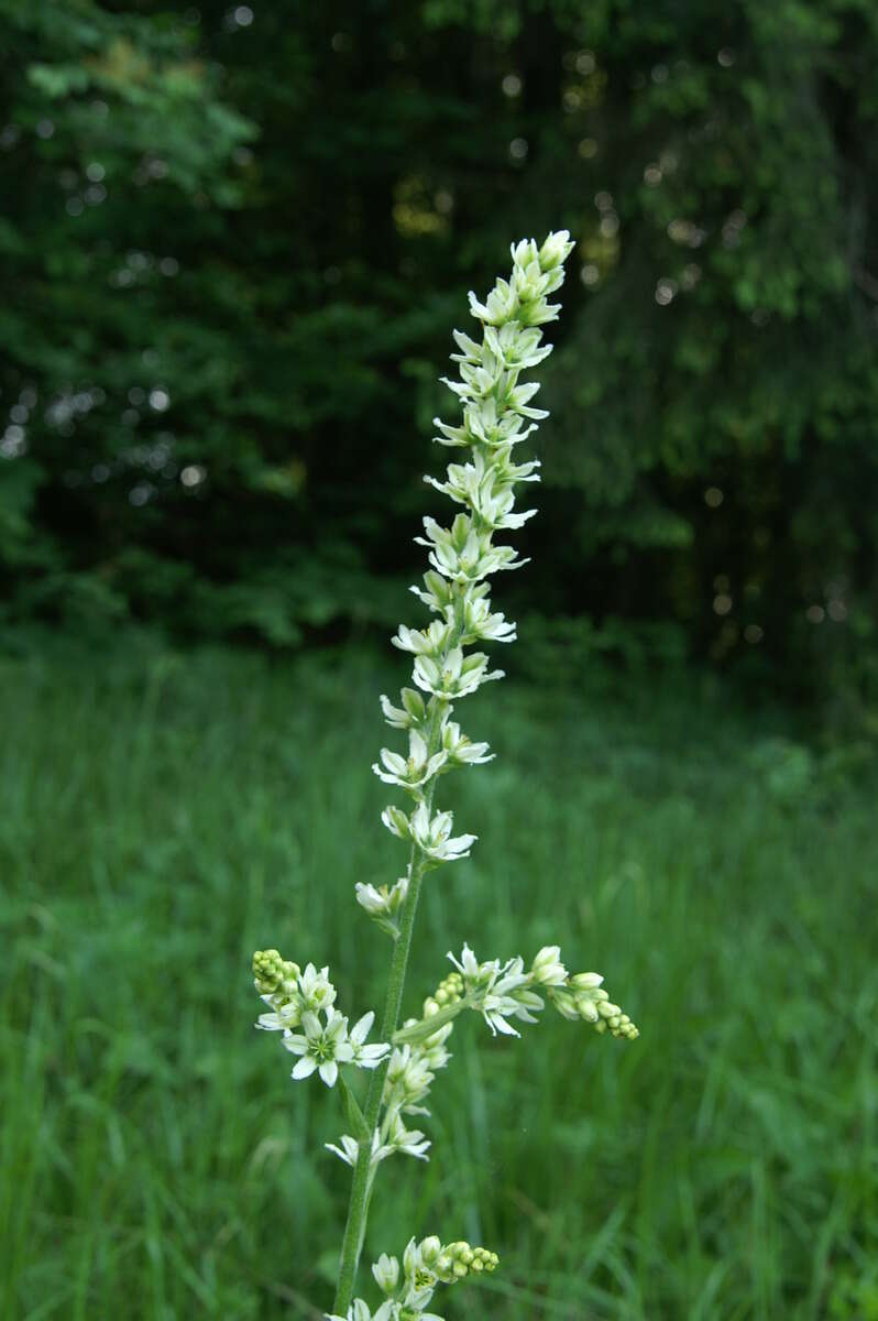 Image of European white hellebore