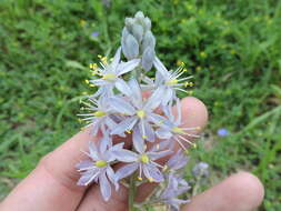 Imagem de Camassia scilloides (Raf.) Cory