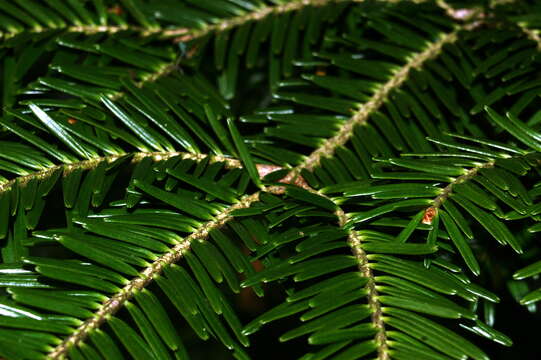 Image of Silver Fir