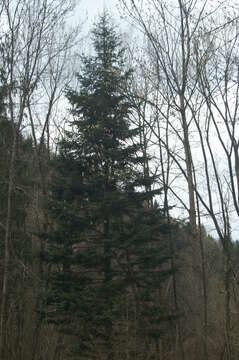 Image of Silver Fir