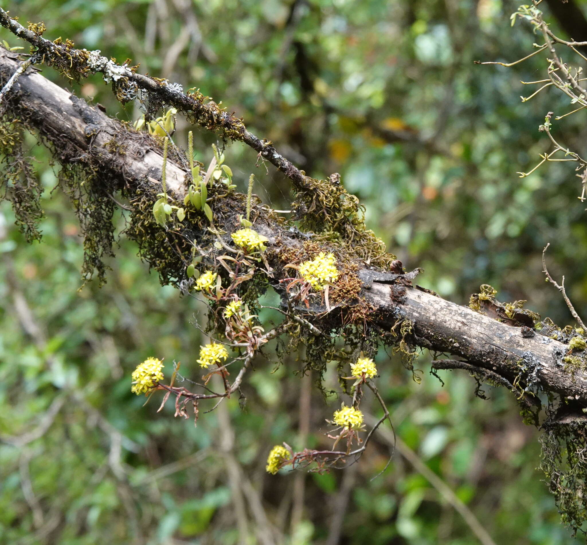 Sivun Sedum epidendrum Hochst. ex A. Rich. kuva