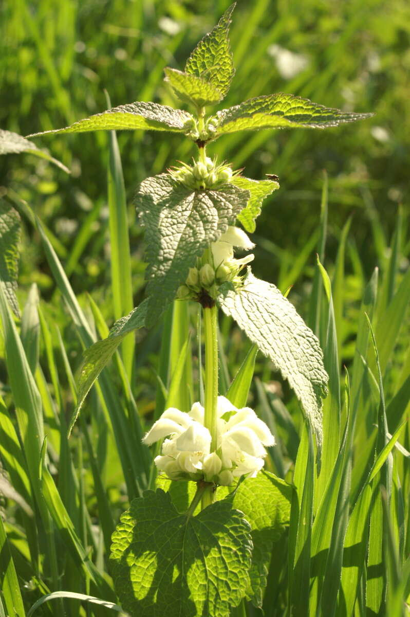 Image of white deadnettle