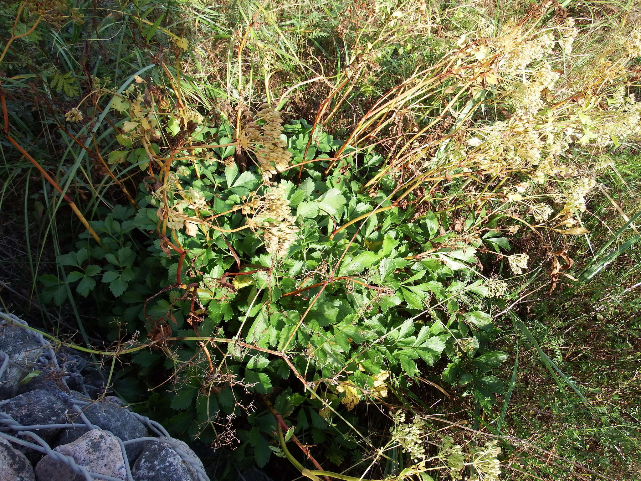 Ligusticum scoticum L. resmi