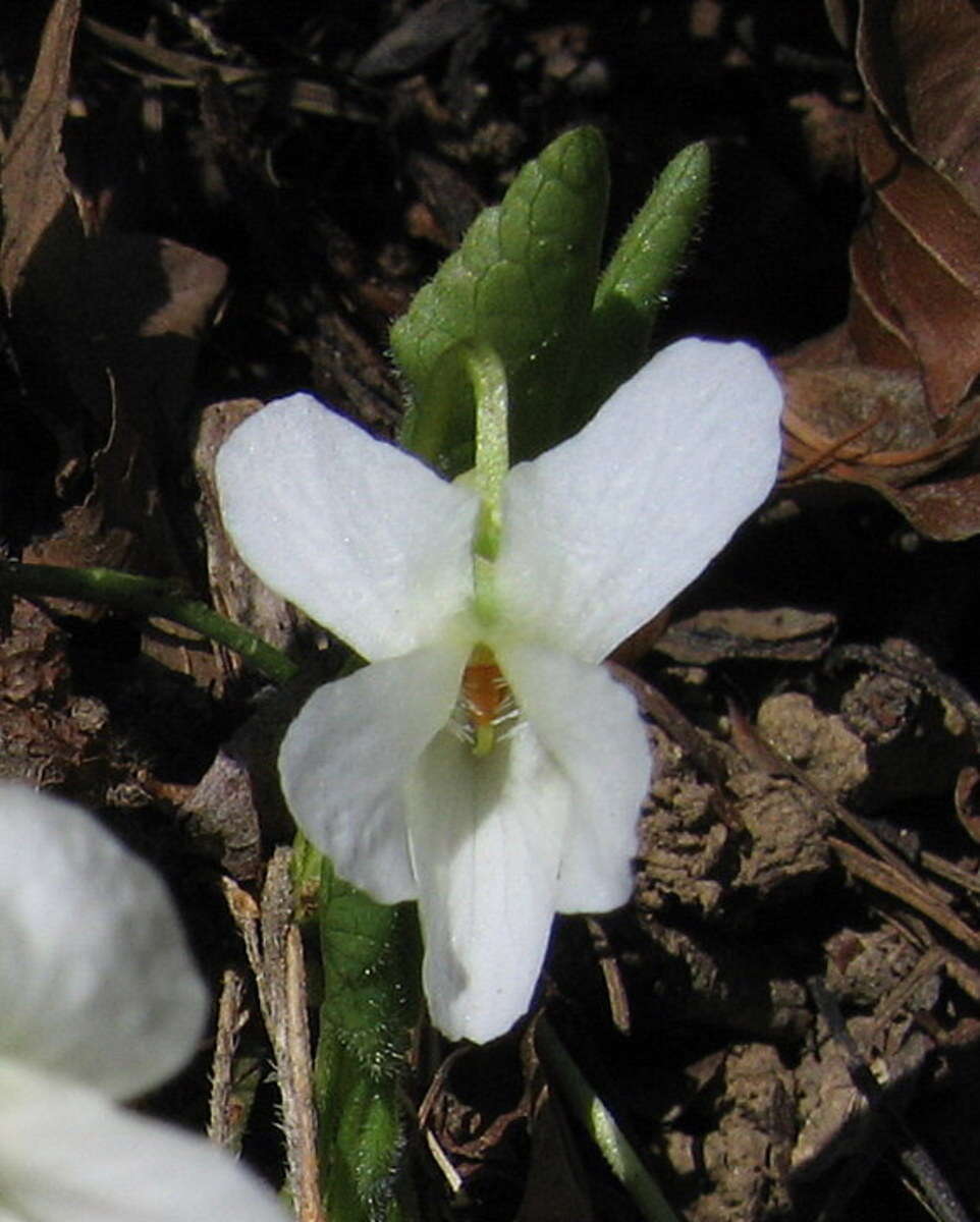 Image of White Violet