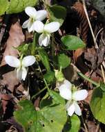 Image of White Violet