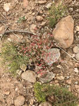 Image of red-gland spurge