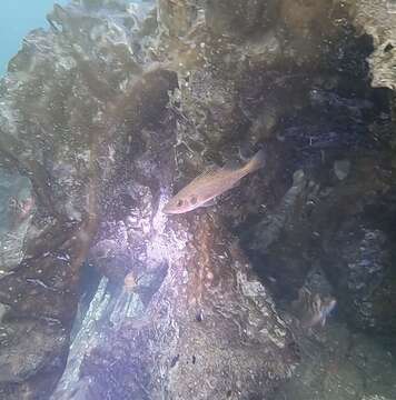 Image of Bocaccio rockfish