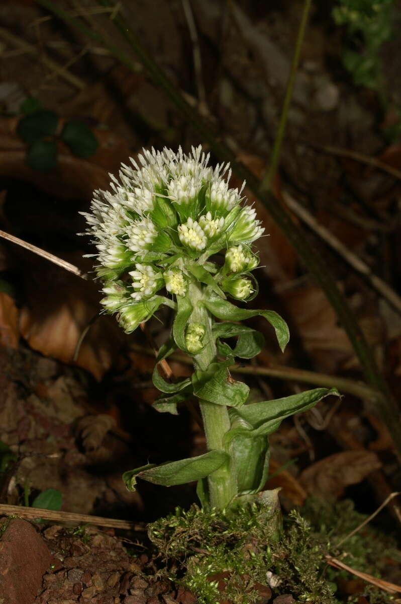 Image of Petasites albus (L.) Gaertn.