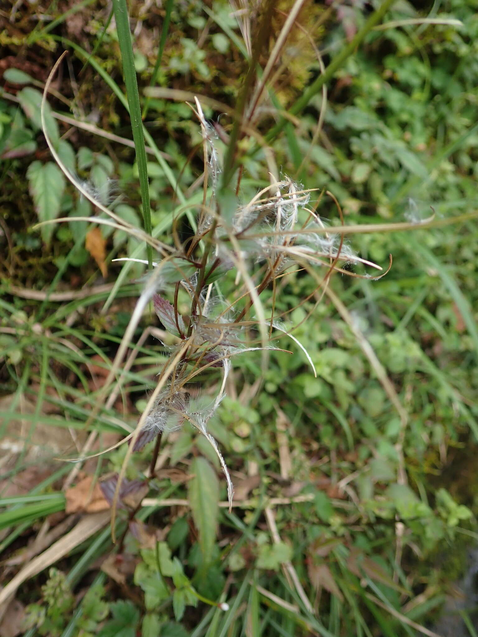 Image de Epilobium amurense Hausskn.