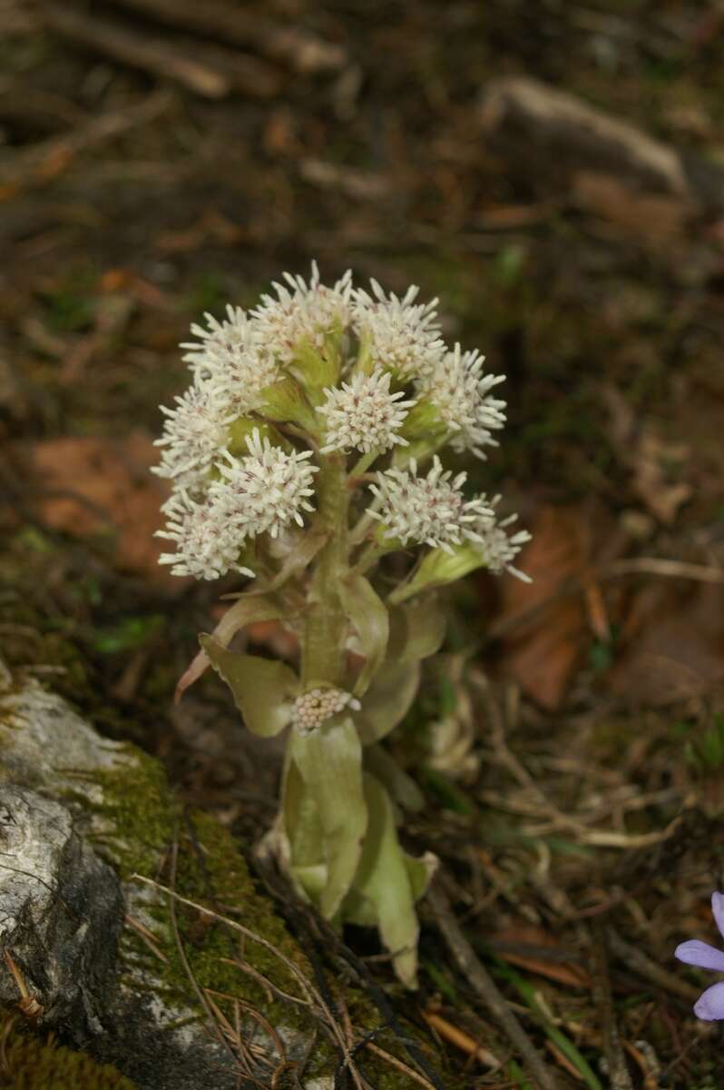 Image of Petasites albus (L.) Gaertn.