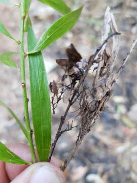 Imagem de Daviesia arborea W. Hill