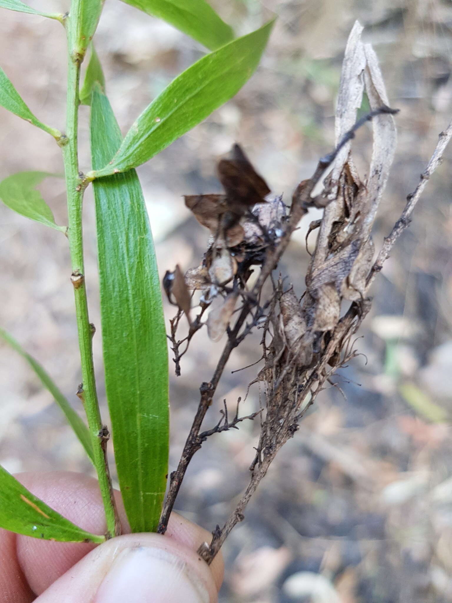 Imagem de Daviesia arborea W. Hill