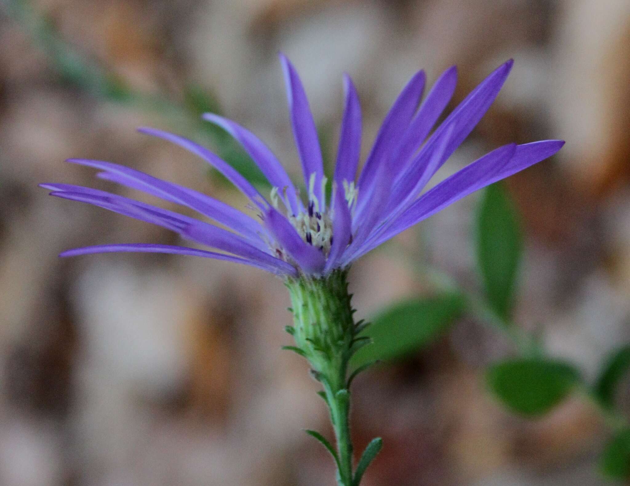 Image de Symphyotrichum georgianum (Alexander) G. L. Nesom