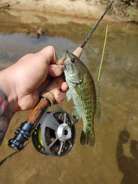 Image of Tallapoosa bass