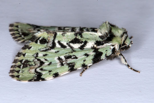 Image of Scarce Merveille du Jour