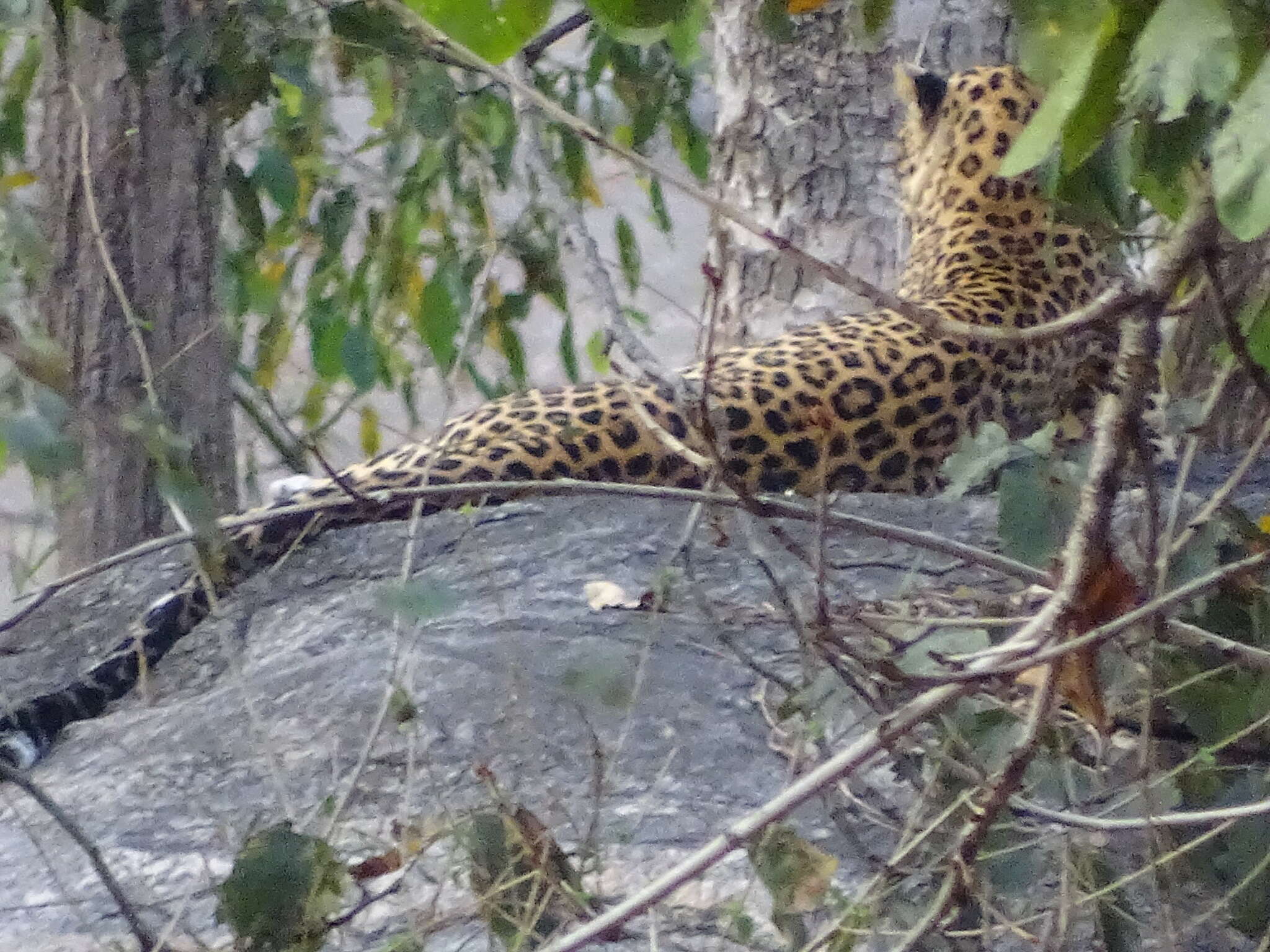 Imagem de Leopardo-indiano