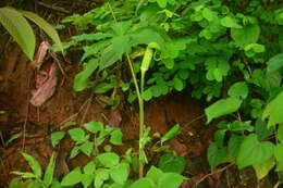 Image of arisaema