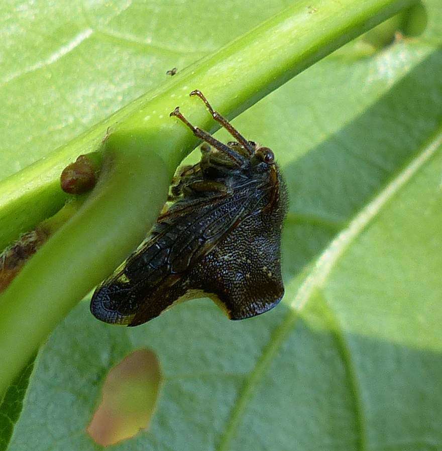 Image of Telamona monticola Fabricius