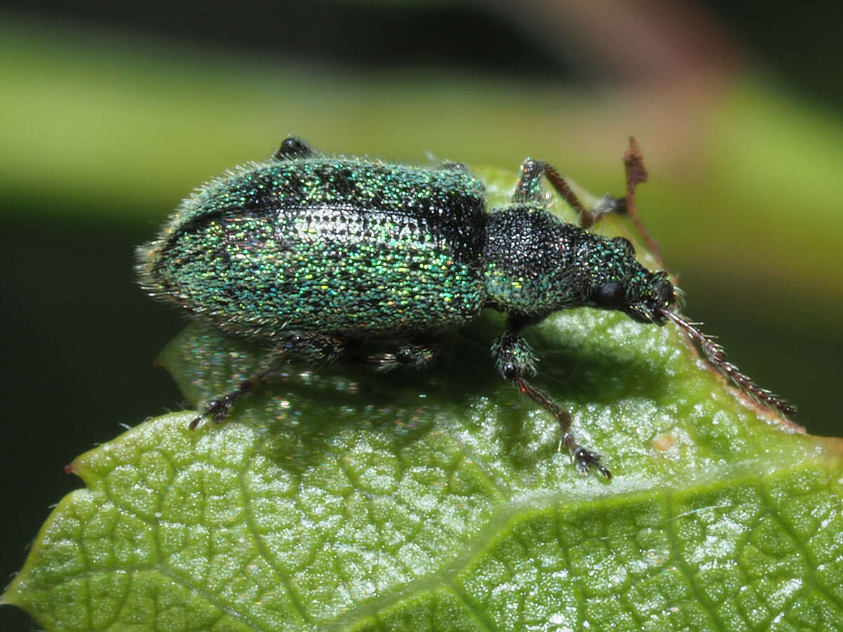 Phyllobius (Phyllobius) betulinus Bechstein & Scharfenberg 1805 resmi