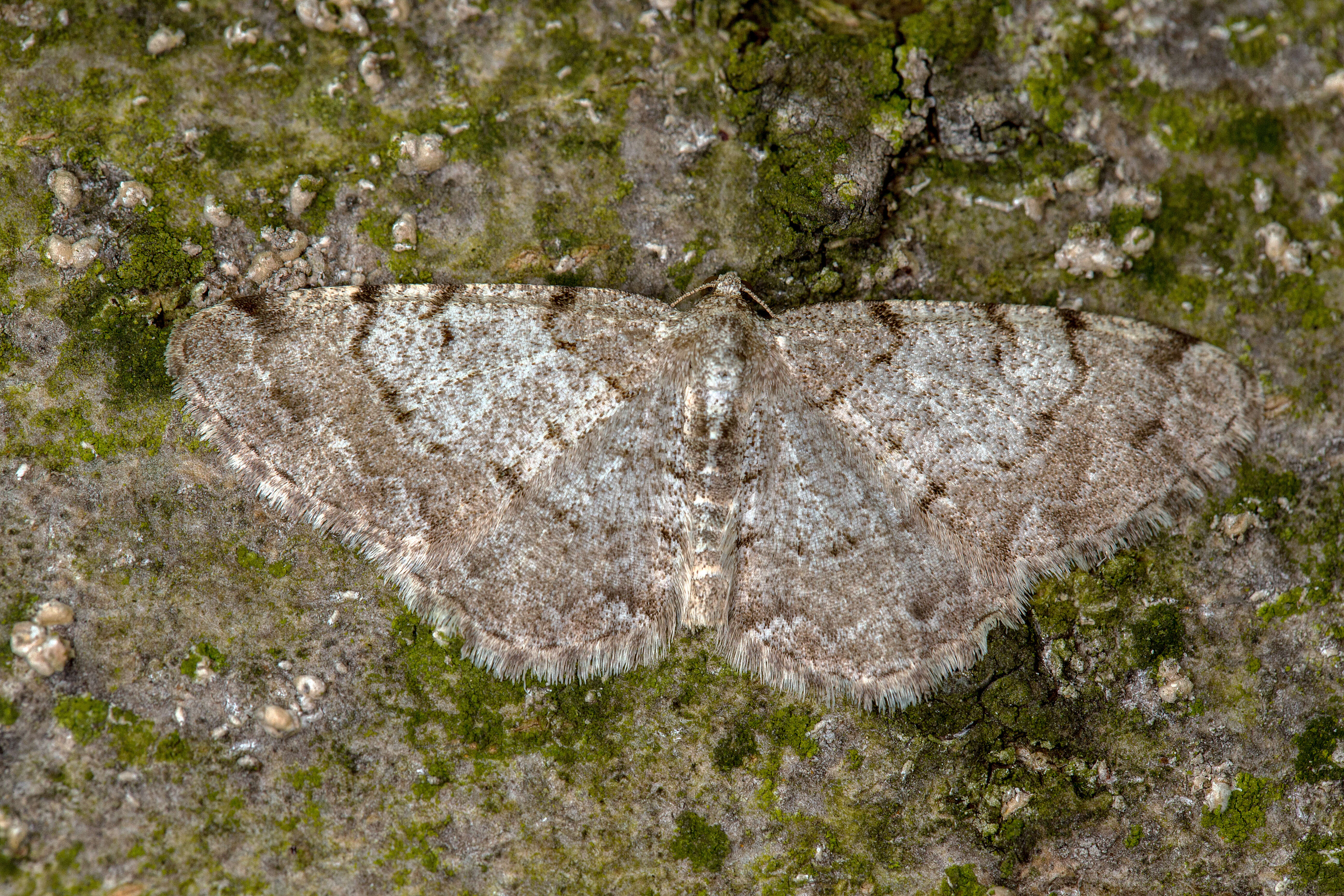 Image of grey birch