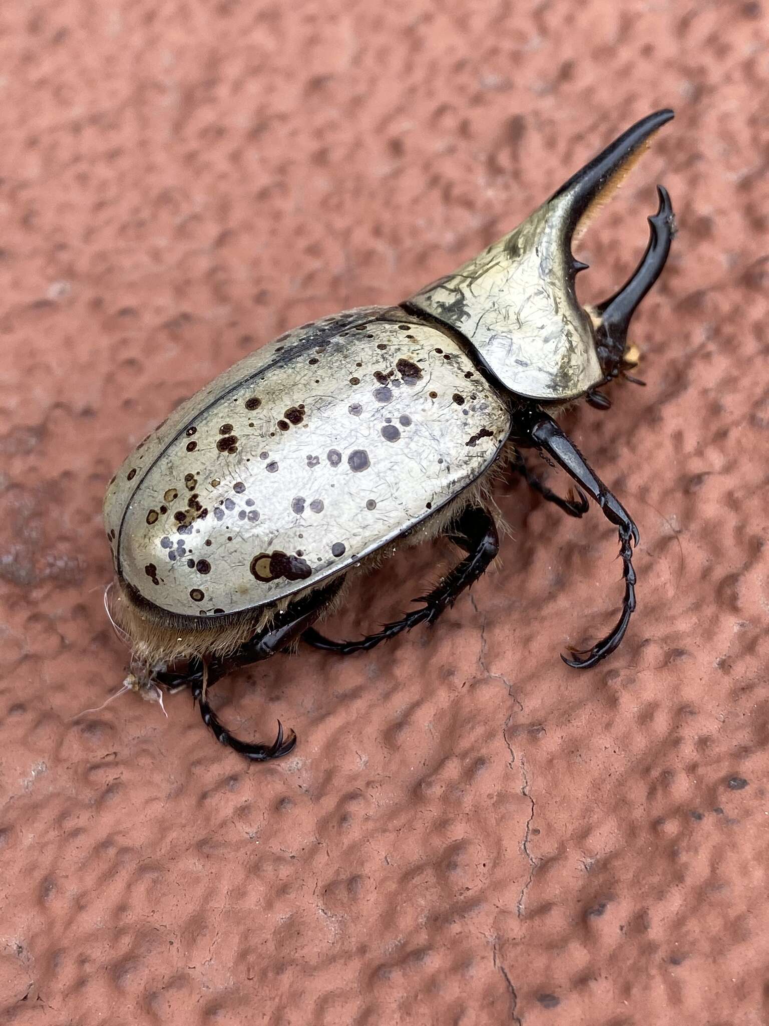 Dynastes grantii Horn 1870 resmi