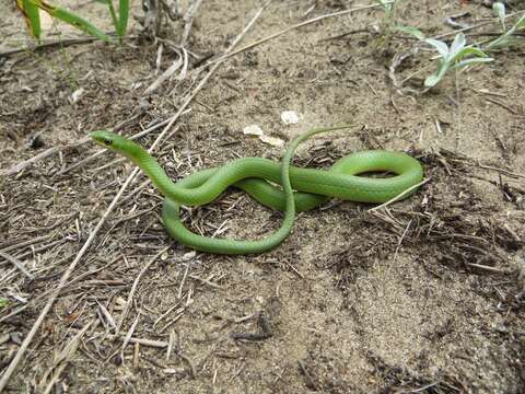 Image of Smooth Green Snake