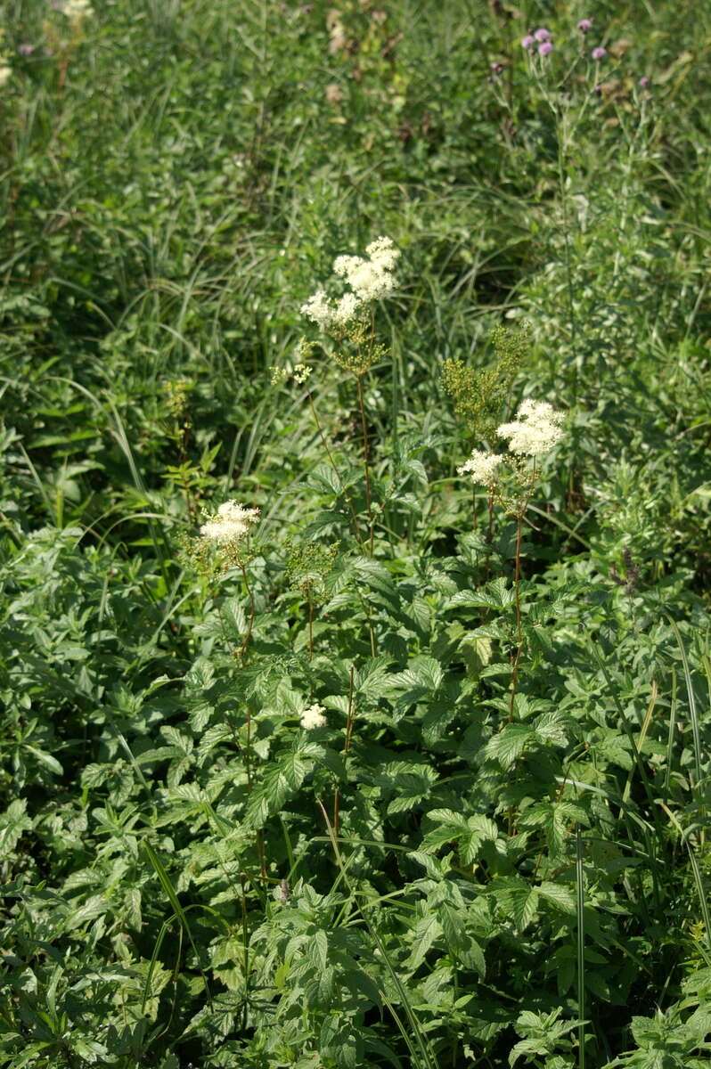 Image of Meadowsweet