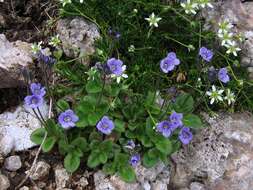 Image of leafless-stemmed speedwell