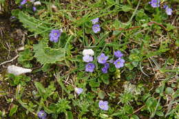 Image of leafless-stemmed speedwell