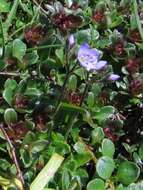 Image of leafless-stemmed speedwell