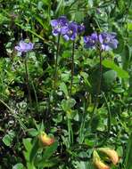 Image of leafless-stemmed speedwell