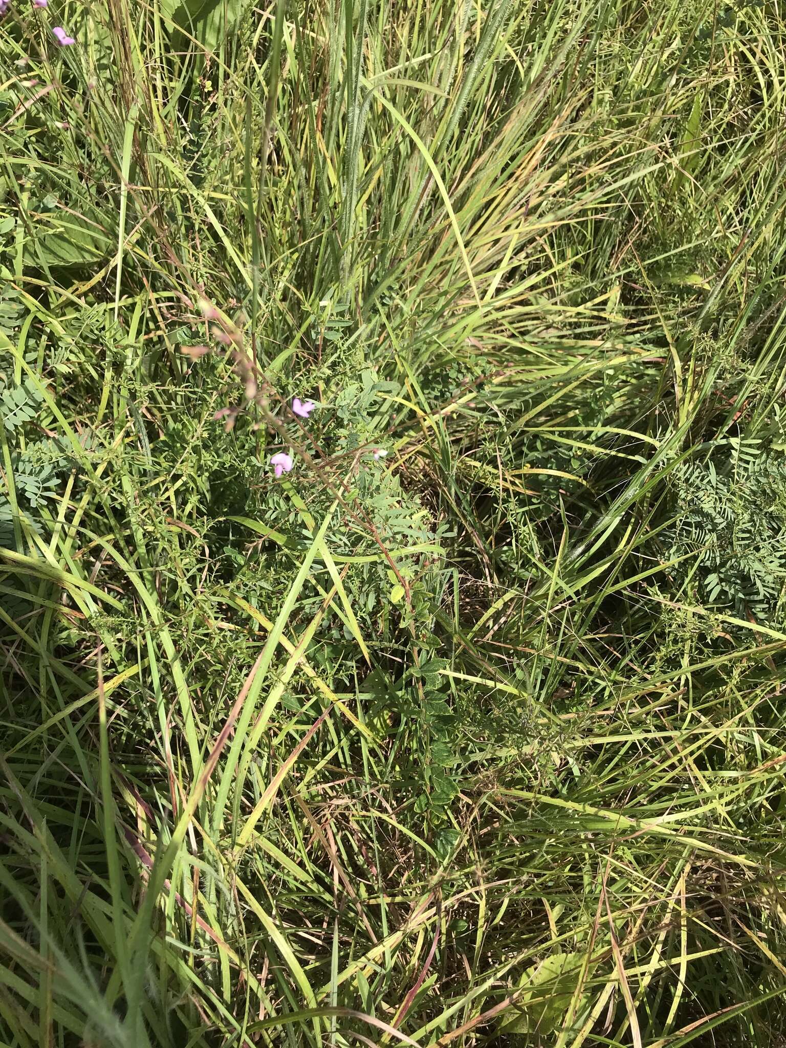 Imagem de Desmodium ciliare (Willd.) DC.