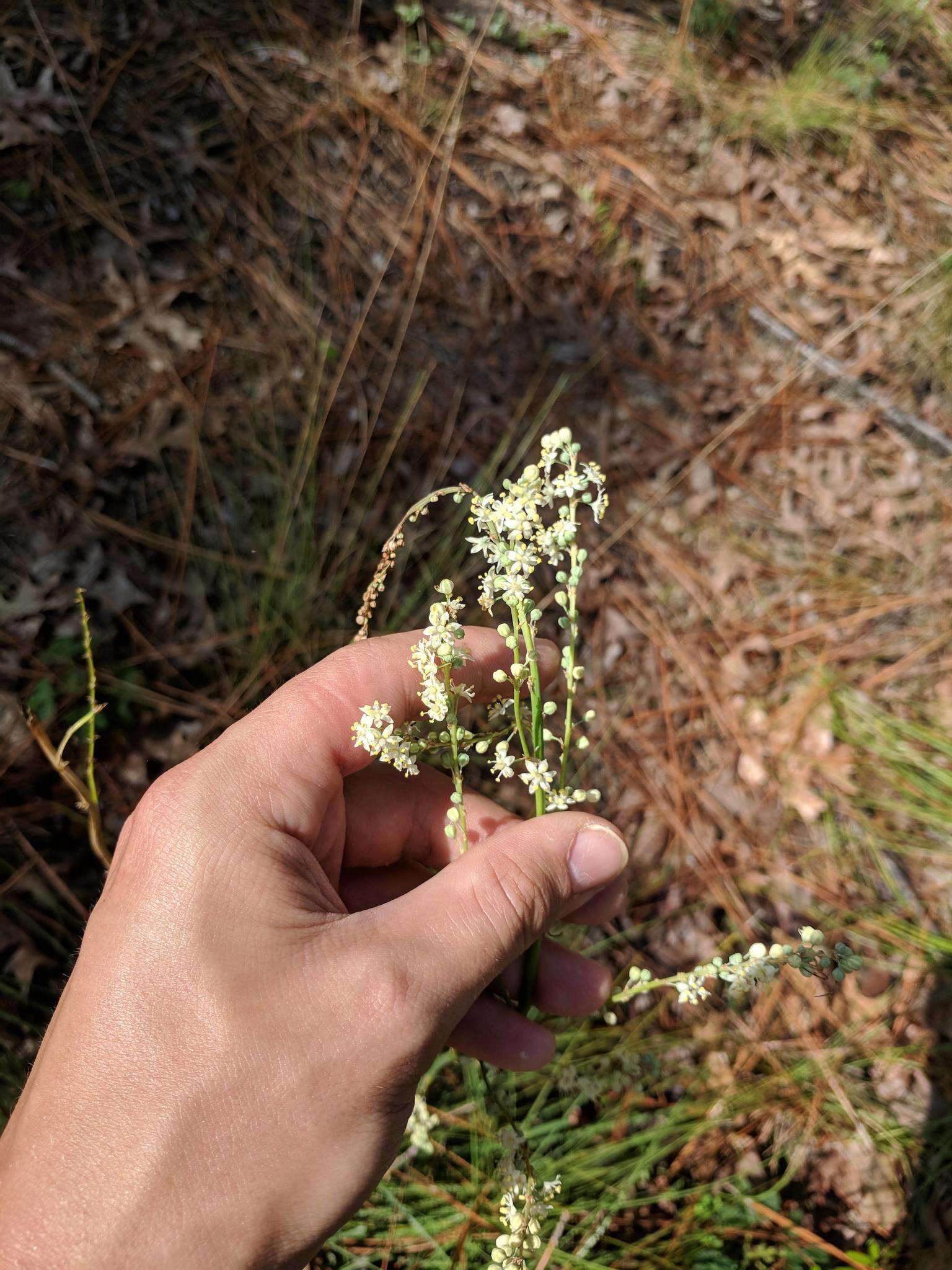 Image of Georgia beargrass