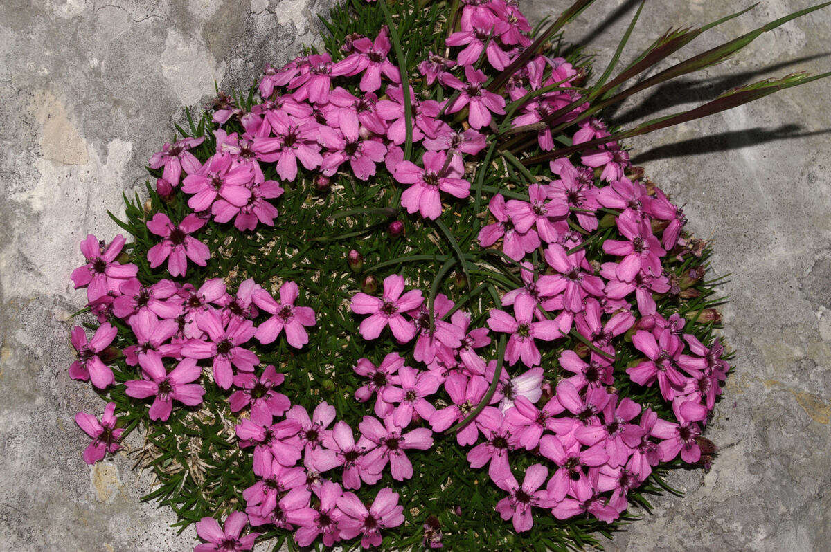 Image of moss campion