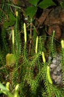 Image of interrupted clubmoss