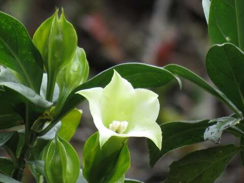 Image de Symbolanthus pterocalyx Struwe