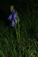 Image of Bearded Bellflower