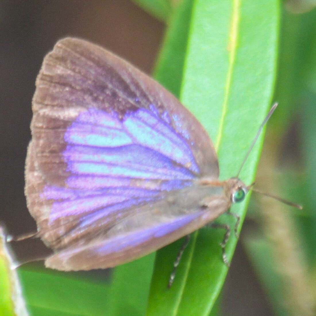 Image de Arhopala alitaeus (Hewitson 1862)