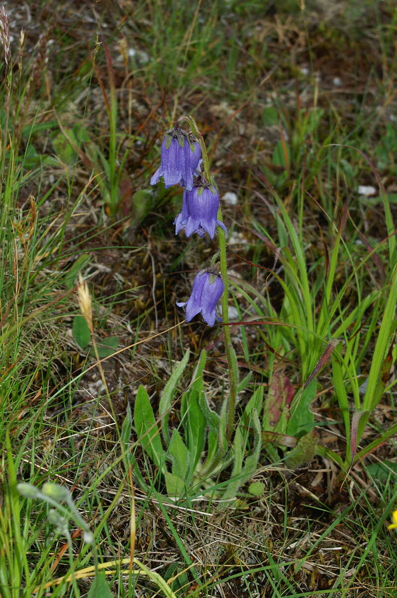 Image of Bearded Bellflower