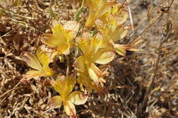 Image of Alstroemeria achirae Muñoz-Schick & Brinck