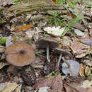 Image of Entoloma querquedula (Romagn.) Noordel. 1982